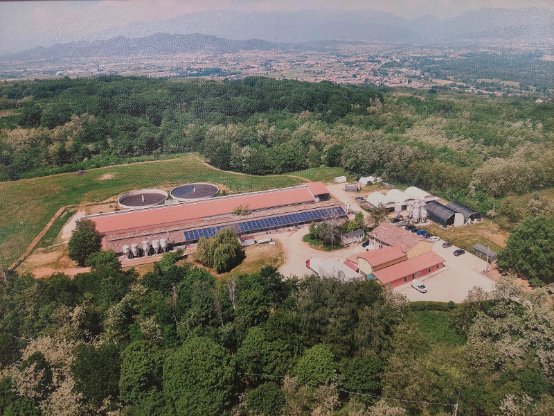 Allevamento suini Torresan
